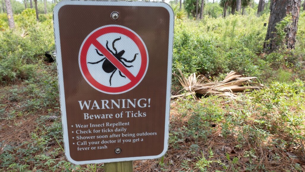 Alfa-galsyndroom: tekenallergie heeft verborgen risico’s voor mondgezondheid