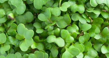 Extrato de broto de brócolis pode ajudar na prevenção da recorrência do câncer bucal