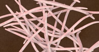 Bakteria Fusobacterium nucleatum pobudza rozwój nowotworów jelita grubego