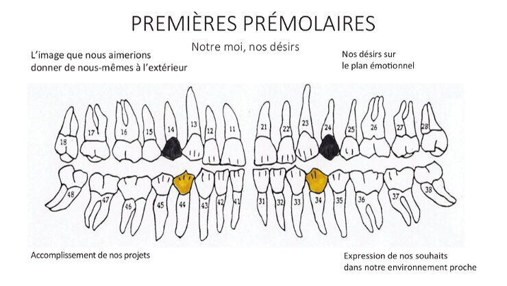 Ce que nos dents disent de nous — Partie II
