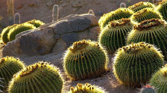 AAIP holds 31st annual meeting, ‘Implant Update — 2013’