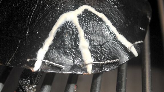 Reptile doctor fixes turtle shell with dental filling material