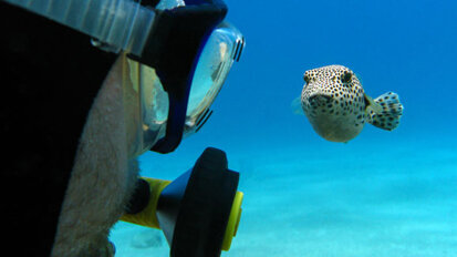 Evolution der Zähne nach Kugelfisch-Vorbild