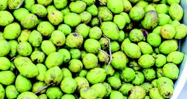 Το ινδοκάρυδο είναι επωφελές για την πρόληψη της περιοδοντίτιδας