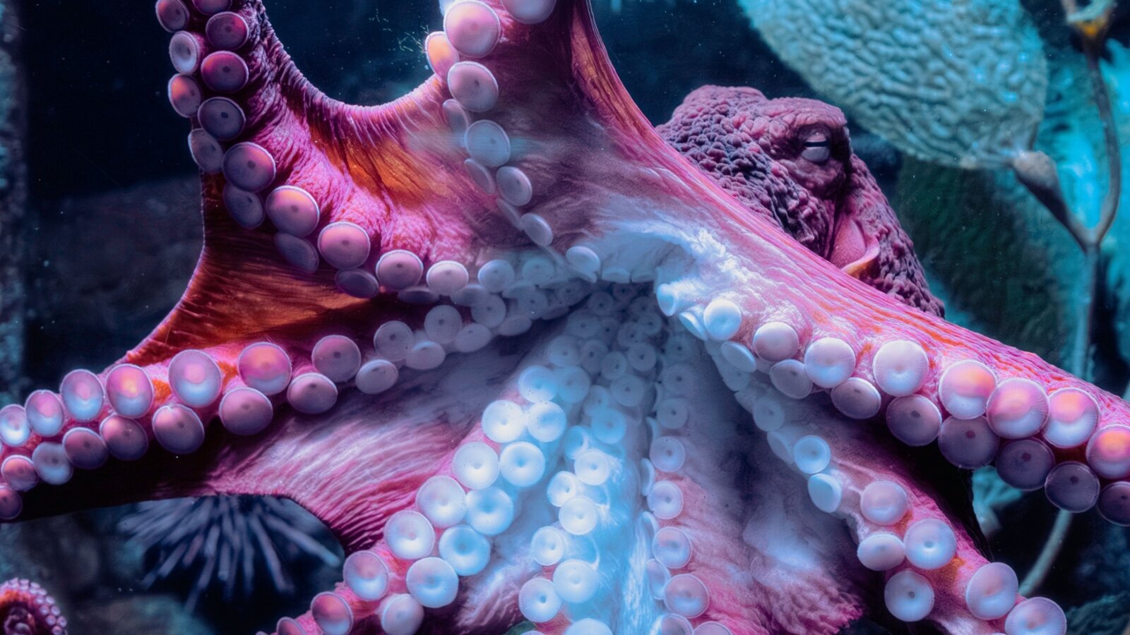 Novo rešenje za adheziju proteza inspirisano hobotnicom