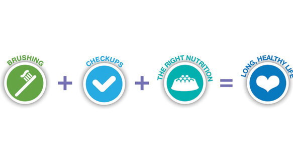 ‘Pets Need Dental Care, Too’ educates pet owners on link between healthy mouths and healthy bodies