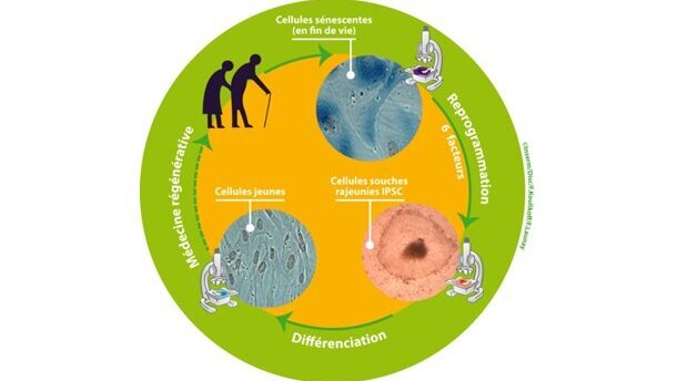 Être jeune éternellement? C'est possible