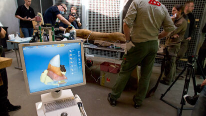 Une couronne pour la reine des animaux