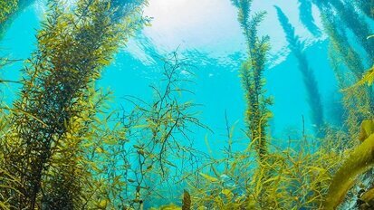 Premiato il farmaco alle alghe che aiuta a combattere le malattie