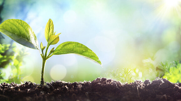 Mit Pflanzenpeptiden im Kampf gegen Karies