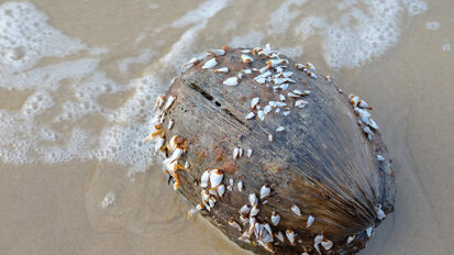 Nature-inspired method may advance biocompatibility of implants