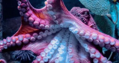 Nove tehnologije za zobne proteze po navdihu hobotnic