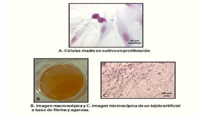 El camino hacia la ingeniería tisular