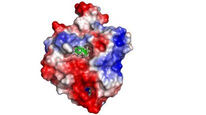 BPA : חוקרים הוכיחו השפעה שלילית על תהליכי התפתחות התא