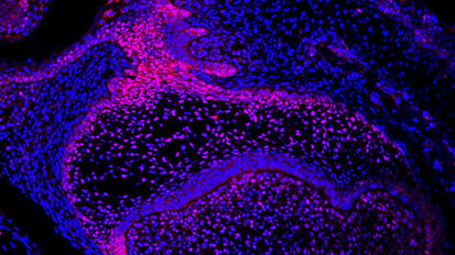 Vědci zkoumají regenerativní potenciál zubů myší