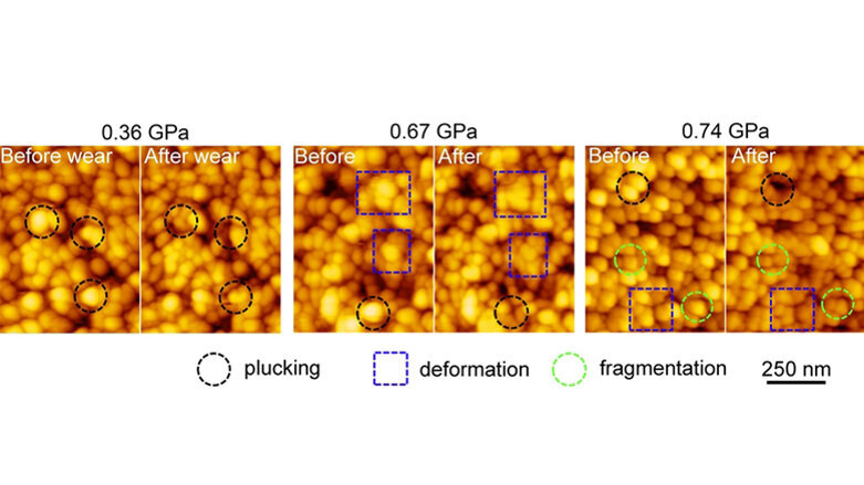 Researchers investigate how chewing affects teeth on the nanoscale