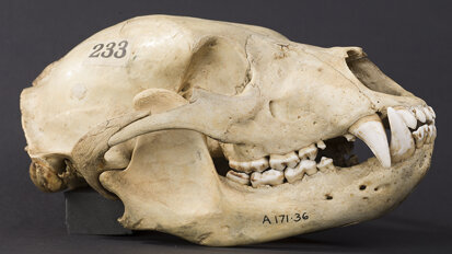 Whose gnashers? The form and function of mammalian teeth