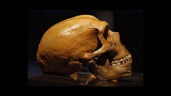 Ancient genes still shape our teeth: new study traces DNA behind tooth size