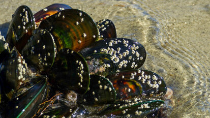 Mussel-inspired compound enhances adhesion of dental filling material