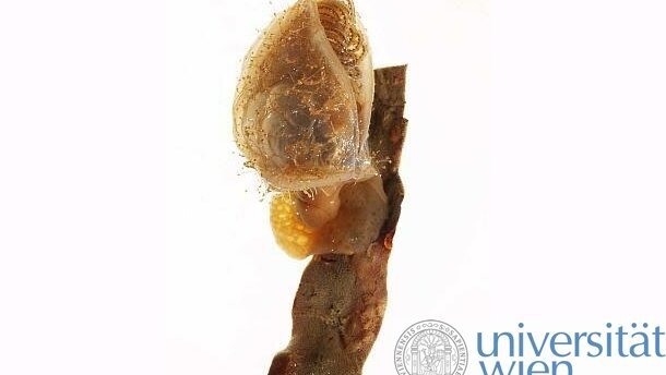 Kleber von Meereskrebsen untersucht