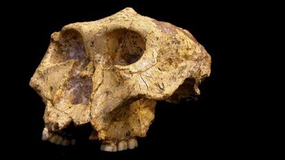 Zähne verraten viel über den Lebensradius unserer Vorfahren Zähne verraten viel über den Lebensradius unserer Vorfahren