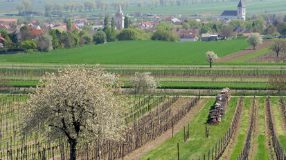 Frühjahrssymposium zur Kieferorthopädie