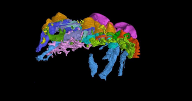 First hard evidence for outside-in theory of origin of teeth