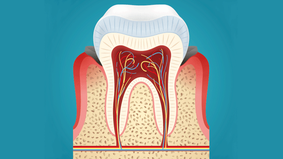 Deutsche Zahnärztin führend bei Zahnpulpa-Forschung