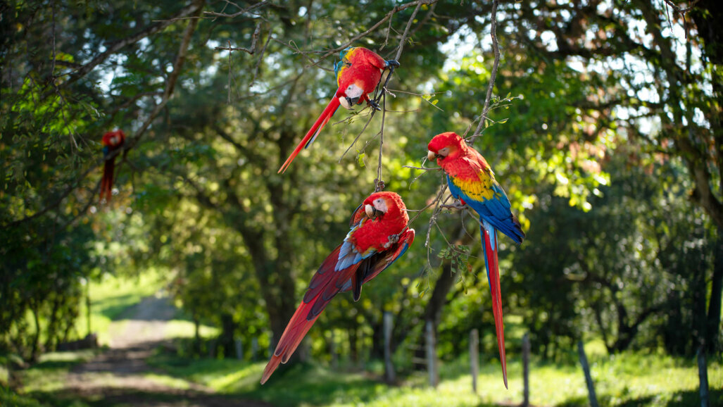 ICOI Central America Symposia