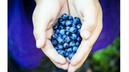 Il mirtillo in favore dei  denti sani. Combatte la placca e la carie