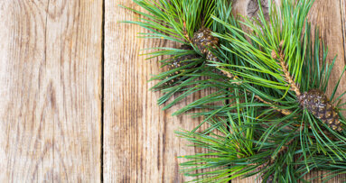 Kiefernrinde verlängert Haltbarkeit von Komposits