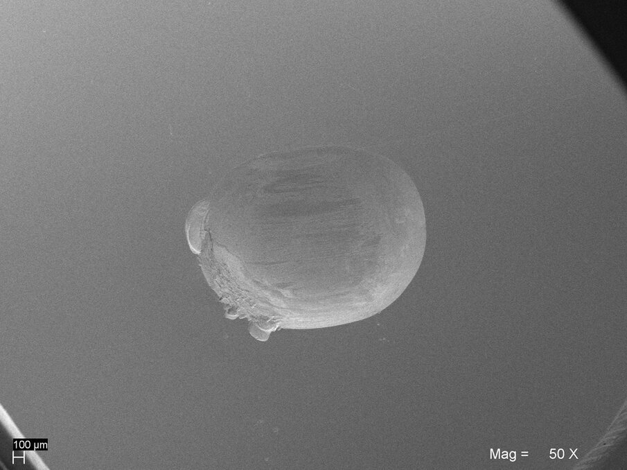 Figg. 11a, 11b_Superfici di usura dopo 120.000 cicli di usura “two body” in chewing simulator a due assi (Università di Chieti - Prof. Camillo D’Arcangelo). Immagini al SEM 50x. L’abrasione di Enamel Plus HRi Bio Function è simile a quella dell’oro e quindi a quella dello smalto naturale. 