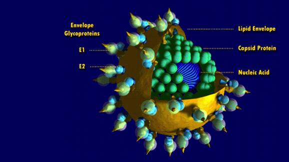 La ADA reacciona ante un caso de hepatitis