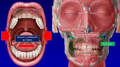Los retos de la formación en Ortodoncia