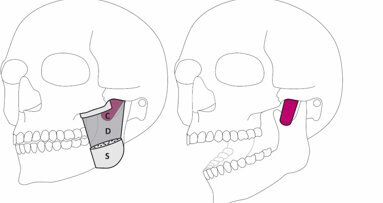 İnsan Çenesinde Yeni Bir Kas Katmanı Keşfedildi