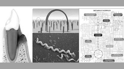 HZI-Forscher klären neue Mechanismen rund um Parodontitis auf
