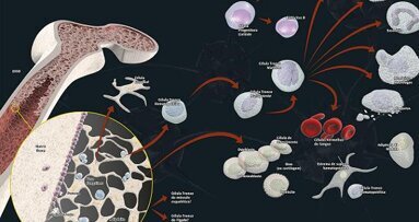 Stem cells in implant dentistry