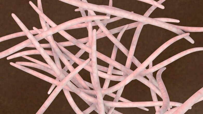 Bakteria Fusobacterium nucleatum pobudza rozwój nowotworów jelita grubego