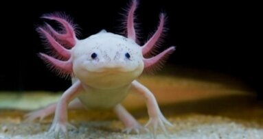 Aksolotl, Türk Bilim Adamlarına Umut Oldu