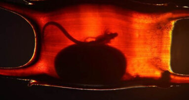 Ancient fish scales and vertebrate teeth share an embryonic origin