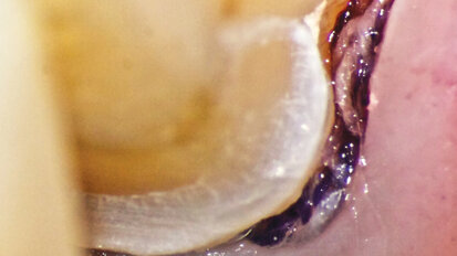 AMED goes virtual for 10th anniversary