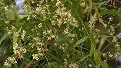 Uno studente riceve il premio per la ricerca grazie a un colluttorio eco-friendly
