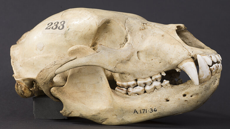 Whose gnashers? The form and function of mammalian teeth