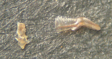 Pesquisa em fósseis pode revelar a origem dos dentes