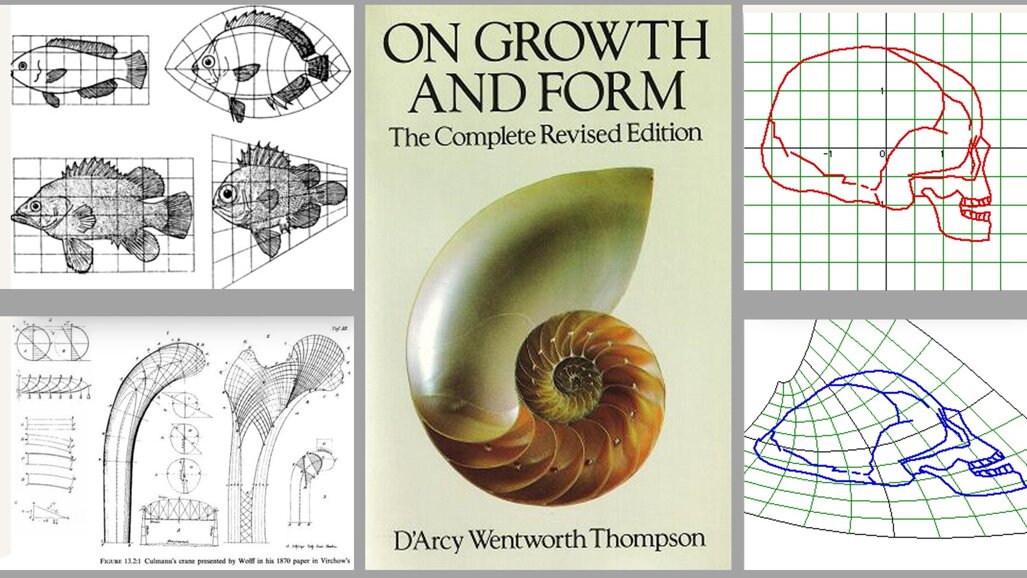 Sobre la validez de los biotipos faciales