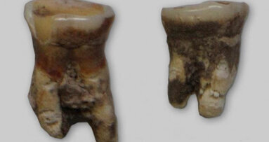 Ancient tooth from Mesolithic ancestor reveals diet