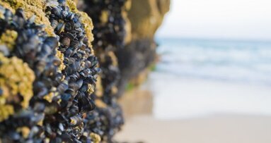 Мидите ни дават идея как да третираме чувствителните зъби