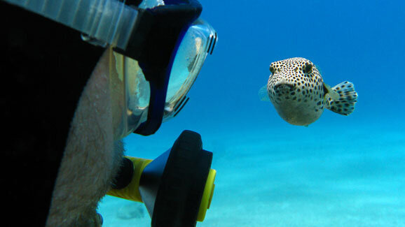 Evolution unserer Zähne nach Kugelfisch-Vorbild