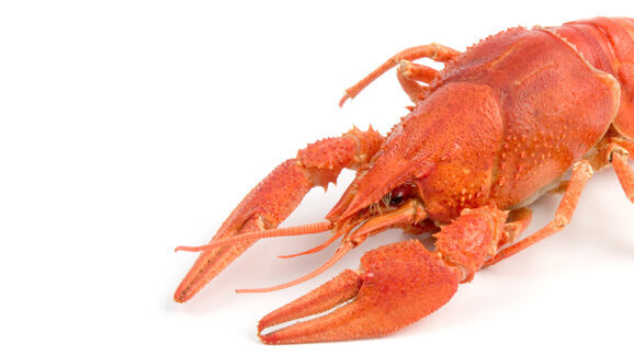 Krebsen auf den Zahn gefühlt