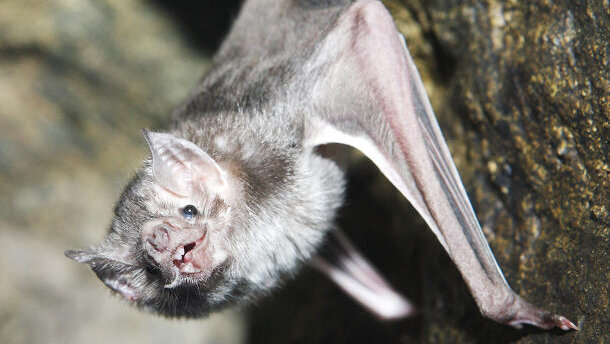 GPS technology to map bat teeth